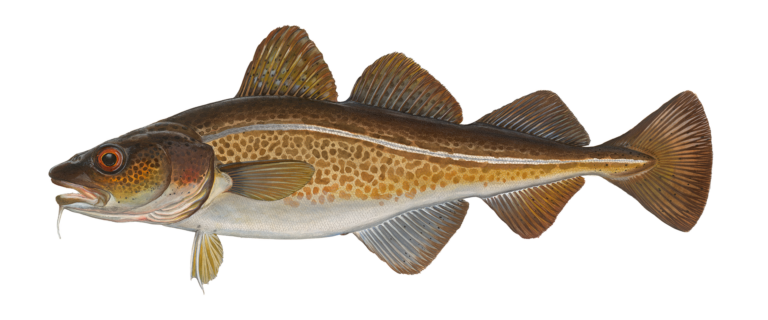 Der Dorsch ist „Fisch des Jahres 2024“