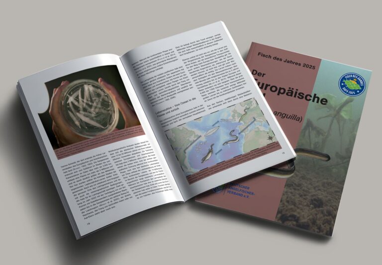 Neue Broschüre zum Fisch des Jahres 2025 – „Der europäische Aal“ ist da!