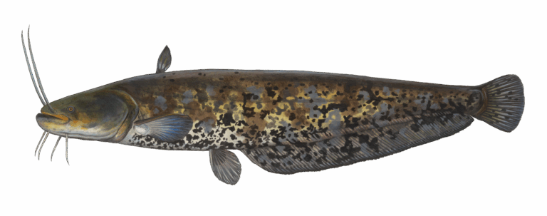 Der Europäische Wels ist „Fisch des Jahres 2026“