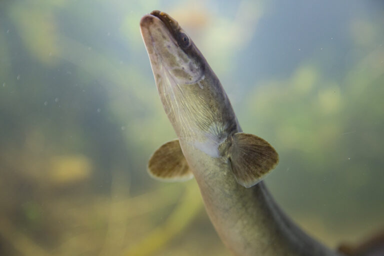 Aal: ICES-Empfehlung für 2026 und mögliche Änderungen im Washingtoner Artenschutzübereinkommen (CITES)