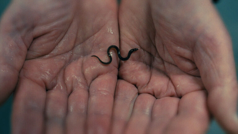 „Milliarden Dollar Babies“ – Der Ökothriller über globalen Aalschmuggel