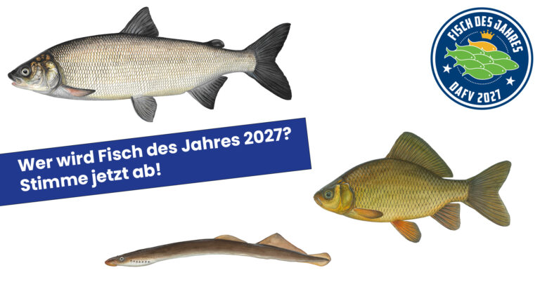 Fisch des Jahres 2027 – Jetzt Abstimmen!