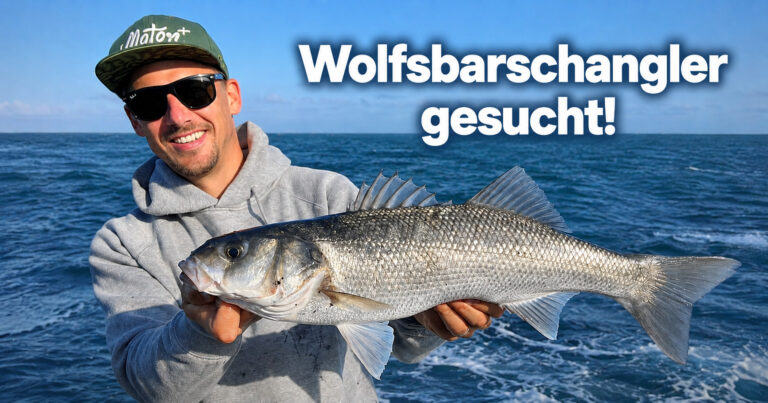 Wolfsbarschangler an der Nordsee gesucht!